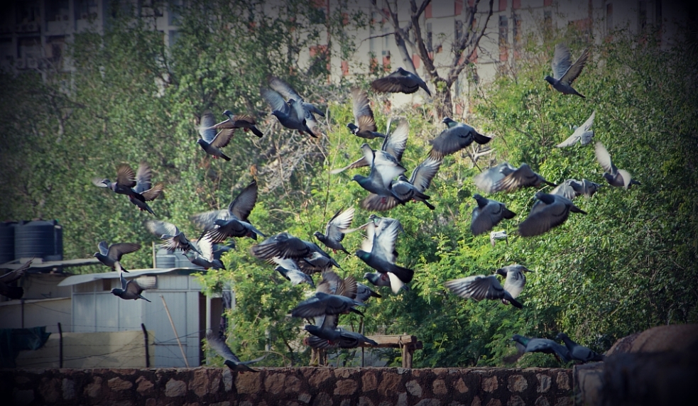 Pigeons taking off a flight at Ugrasen Ki Baoli